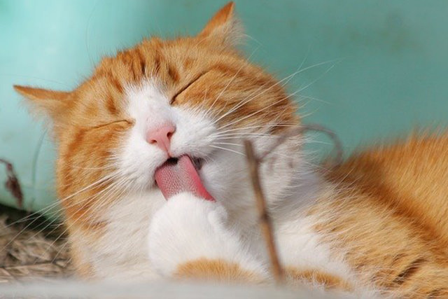 毛づくろいしている茶トラ猫